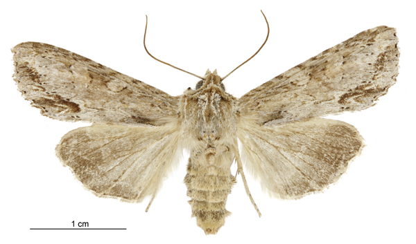 File:Graphania mollis female.jpg