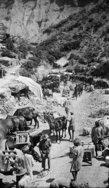 File:Indian mule team at Anzac, Gallipoli, 1915.jpg