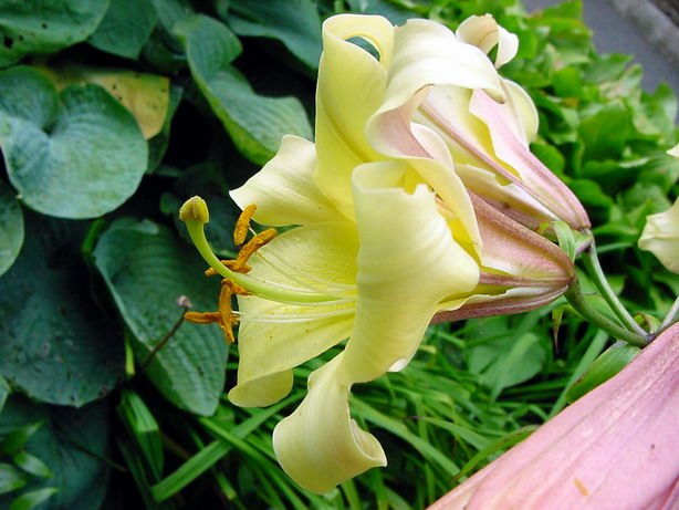 File:Lilium x aurelianense1MTFL.jpg
