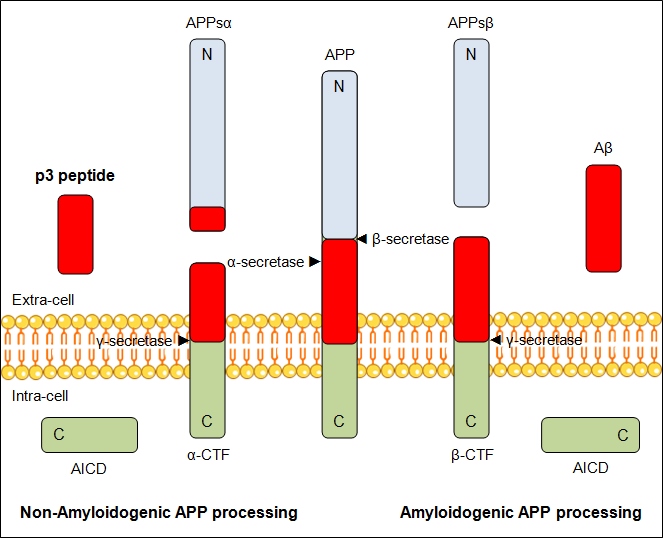 File:P3 peptide synthesis.jpg