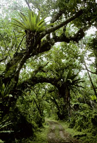 File:Atiu Forest.jpg