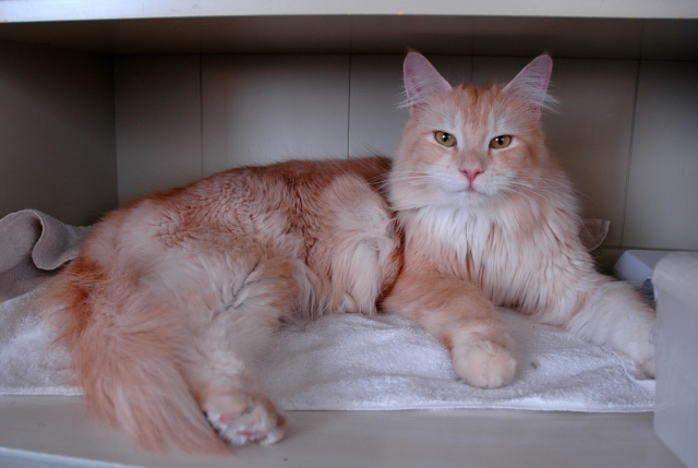 File:Shaded Cameo Maine Coon male cat.jpg