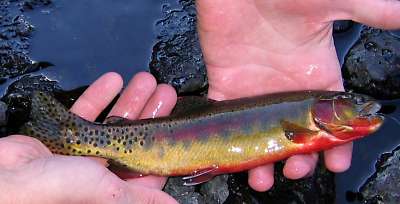 File:Small Golden Trout.jpg