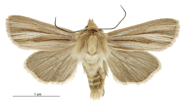 File:Tmetolophota paraxysta male.jpg