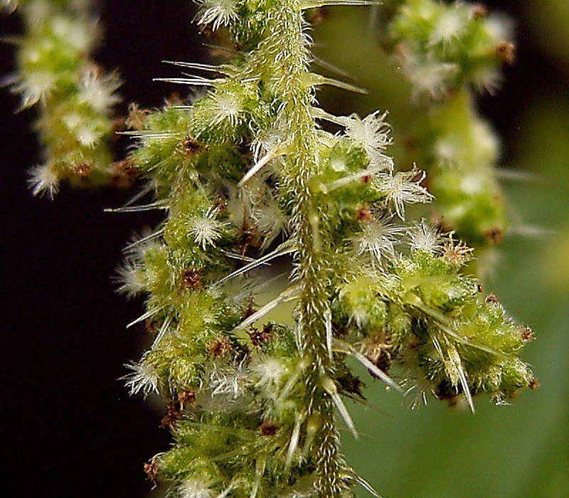 File:Urtica dioica35 ies.jpg