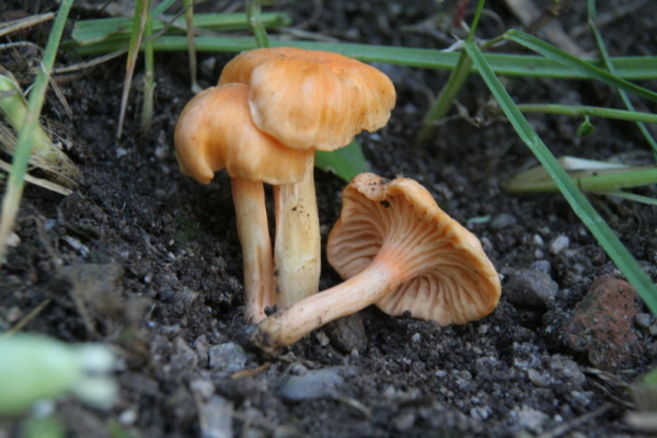 File:Cantharellus friesii IMG 3438 r.JPG