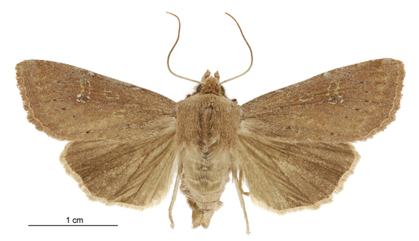 File:Tmetolophota alopa female.jpg