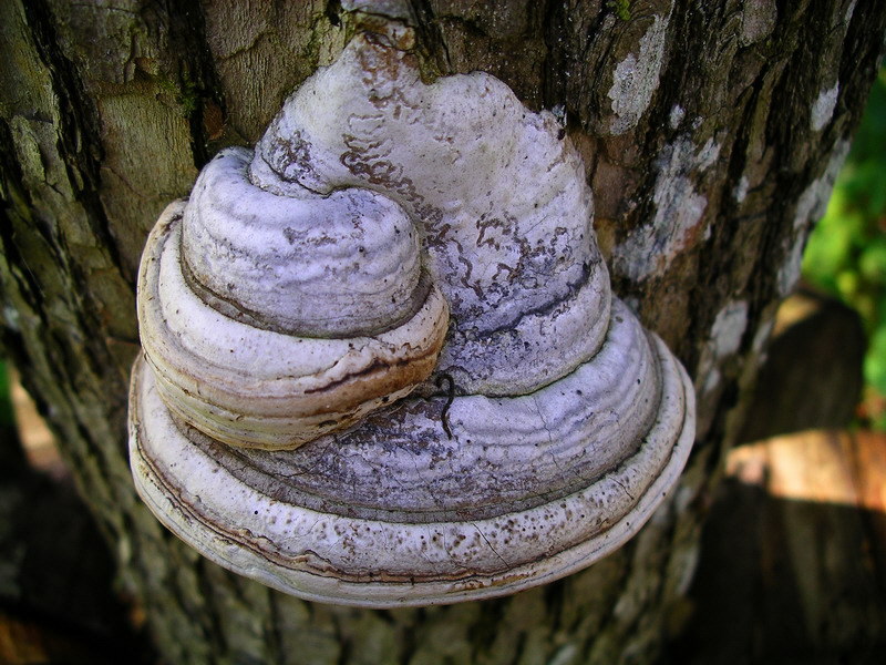 File:Fomes fomentarius.jpg