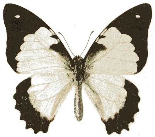 File:Graphium endochus.JPG