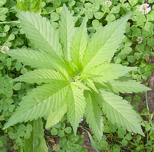 File:Hanf.jpg