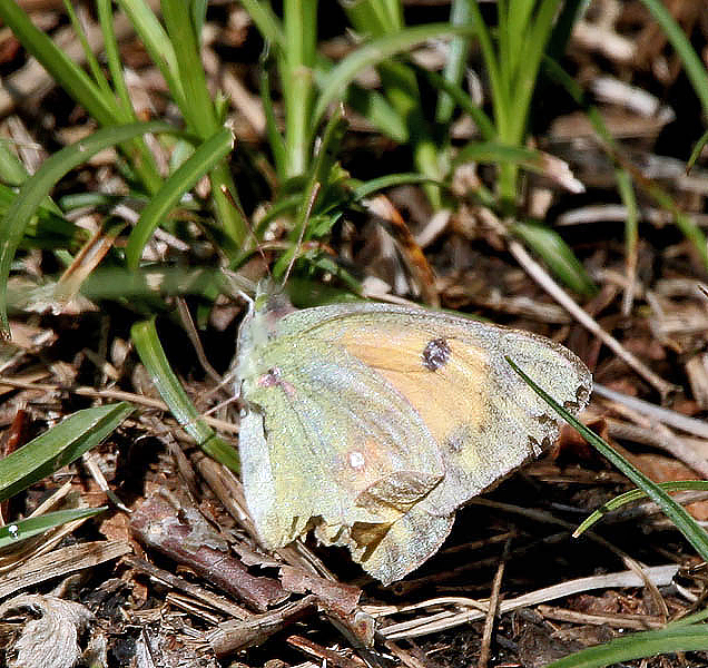 File:Butterfly (11000 ft) I IMG 6944.jpg