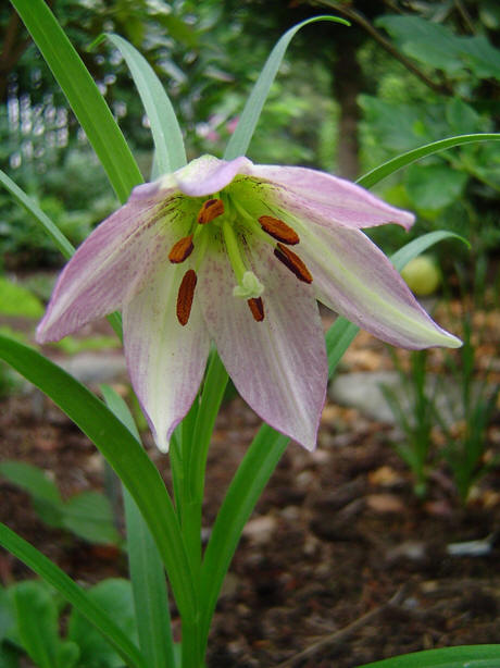 File:Lilium oxypetalum var insigne.jpg