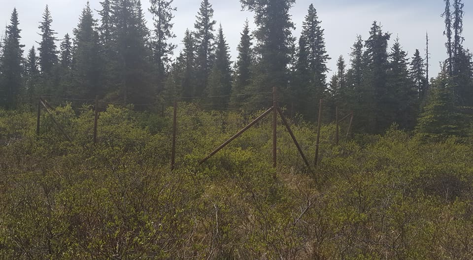 File:Moose exclosure.jpg