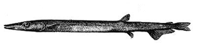 File:Ribbon barracudina.png