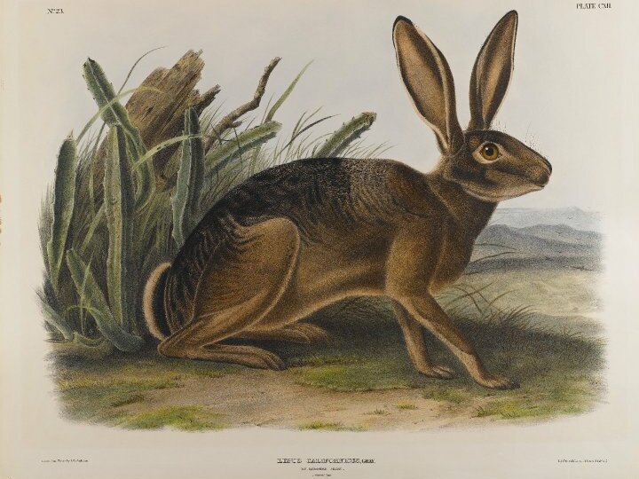 File:Brooklyn Museum - California Hare - John J. Audubon.jpg