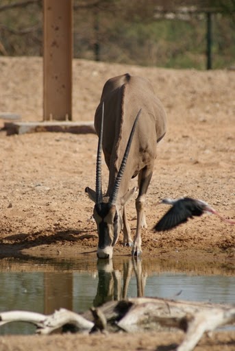 File:Al Ain Zoo Antelope.JPG