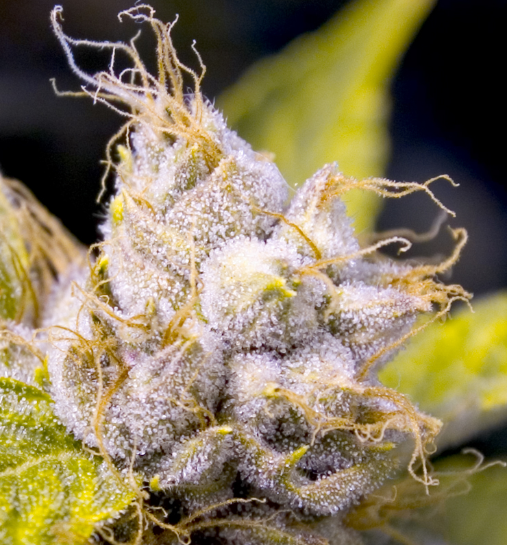 File:Kush-trichome-closeup.jpg