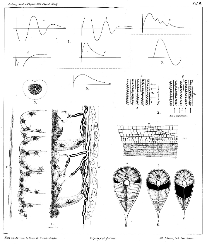 File:Sachs on Electric Eel 1877.png