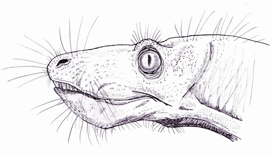 File:Aelurosaurus.jpg