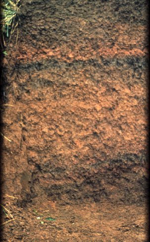 File:Andisol.jpg
