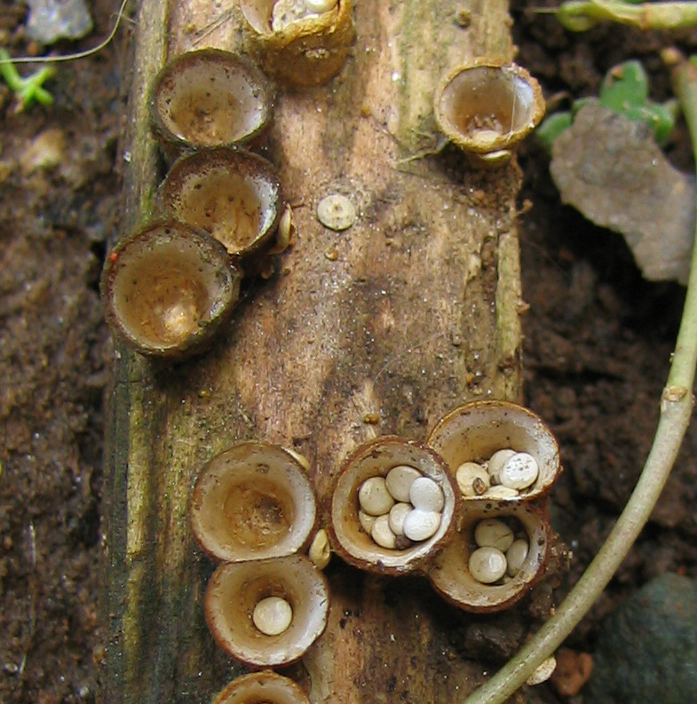 File:Bird's nest fungi - context.jpg