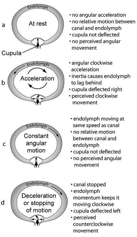 File:Angular acceleration in semicircular canals.jpg