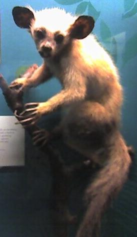 File:Aye aye.jpg