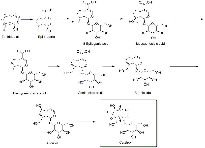 File:Biosynthesis of catalpol.png