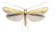File:Caloptilia roscipennella.JPG