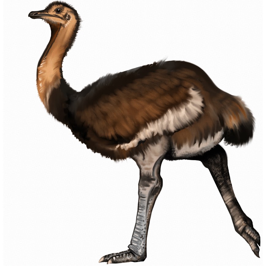 File:Pachystruthio dmanisensis.jpg