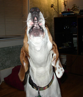 File:Baying.jpg