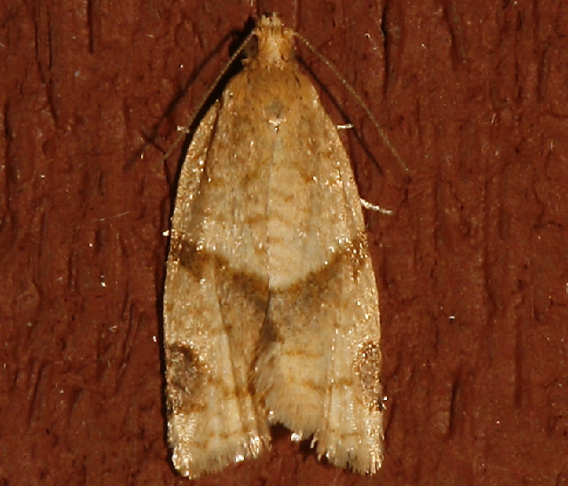 File:Clepsis penetralis.jpg