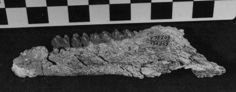 File:Haplohippus texanus.jpg