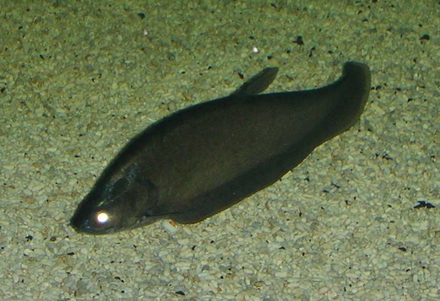 File:Notopterus notopterus46.JPG