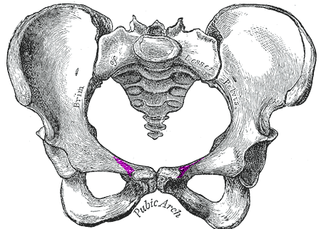 File:Pectineal line.png
