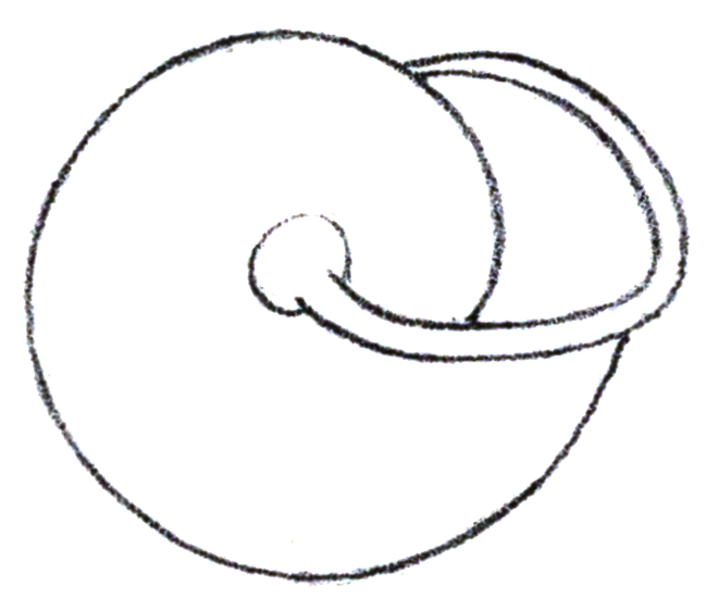 File:Pommerhelix monacha shell 3.png