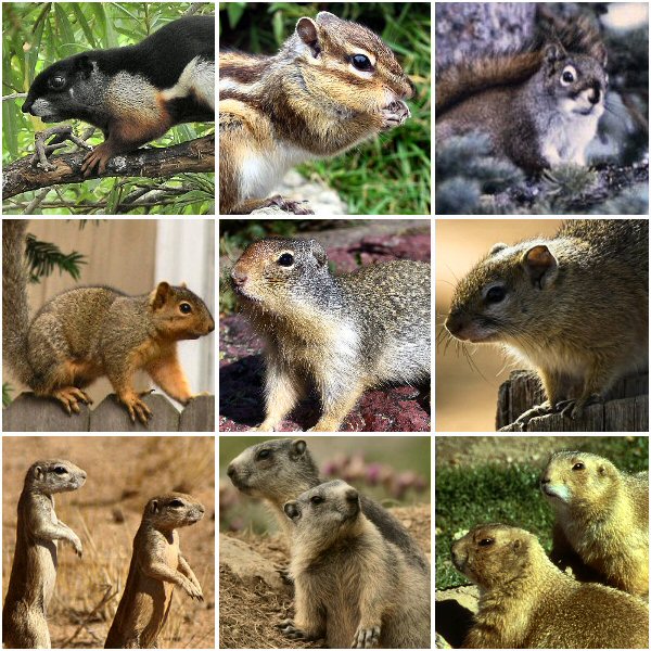 File:Sciuridae.jpg