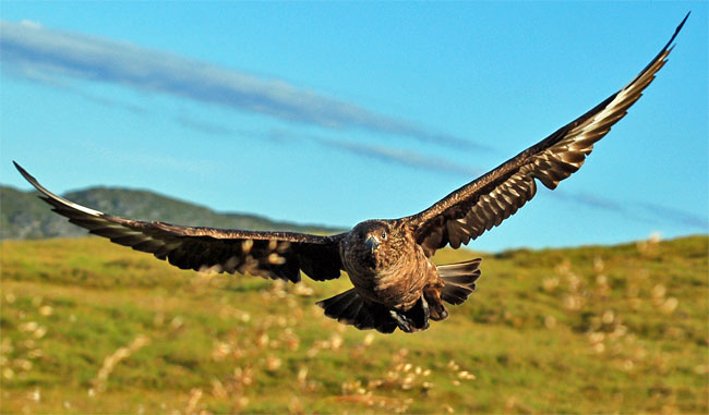 File:Skua Runde.jpg