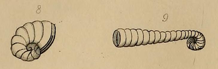 File:Spirolina depressa and Spirolina cylindracea.jpg
