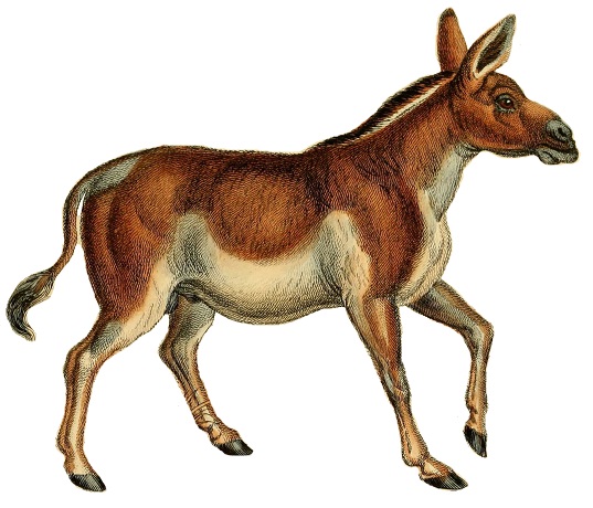 File:The natural history of horses (Plate XX) (cropped).jpg
