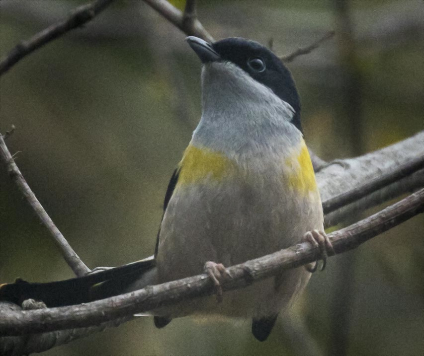 File:Black-headed Shrike-Babbler - Eaglenest - IndiaFJ0A1112 (34154984221) (cropped).jpg