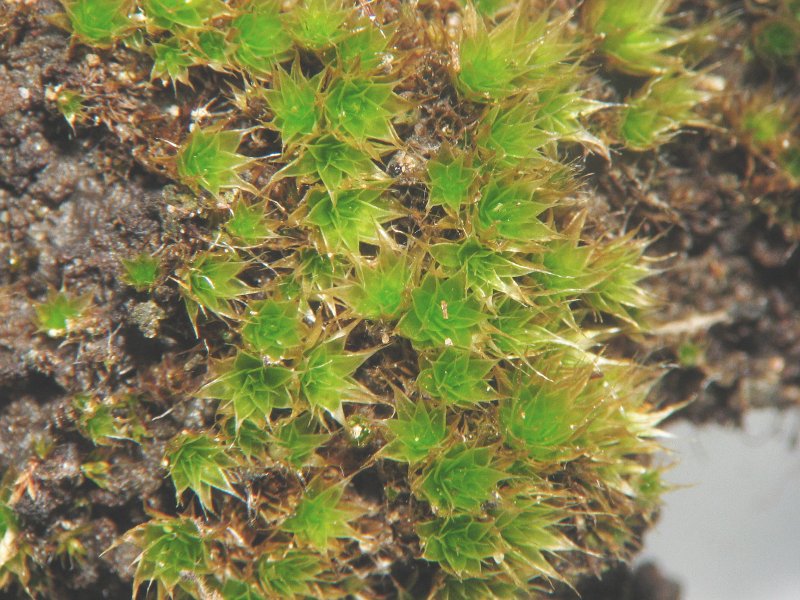 File:Bryum caespiticium.jpg