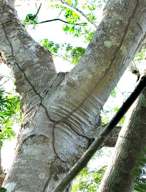 File:Termite-nest-tunnels.jpg