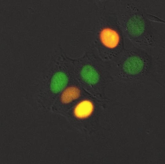 File:Birth of a Multi-nucleated Cell.gif