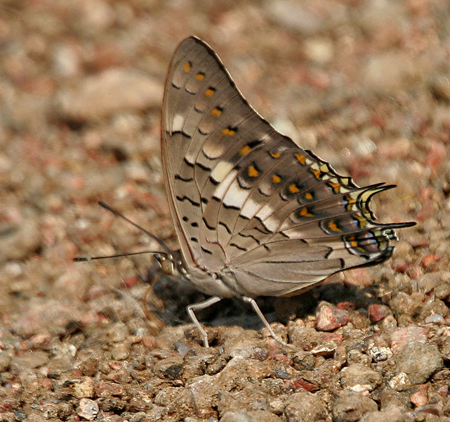File:Black Rajah (Charaxes solon) in Kawal WS, AP W IMG 1803.jpg