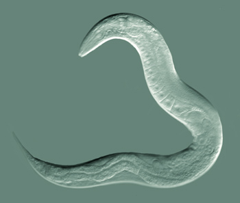 File:CelegansGoldsteinLabUNC.jpg