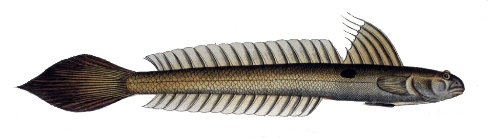 File:Gobionellus oceanicus.jpg