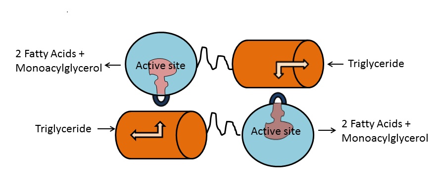 File:LPL homodimer.jpg