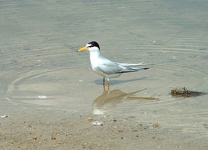 File:LkJacksonFLTernMay2004.JPG