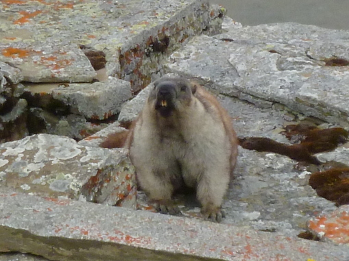 File:Marmota broweri 71042866 (cropped).jpg